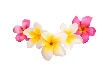 Keuken spatwand met foto frangipani bloem geïsoleerd © ksena32