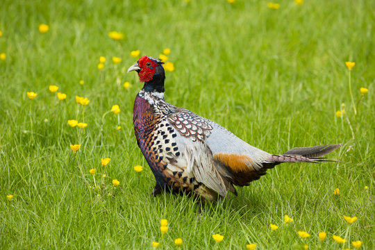 Cock pheasant (Phasianus colchicus) in a field of buttercups