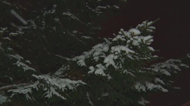 Fir Night During a Snowfall. 
Spruce branches on a winter night during a snowfall. Christmas Time
