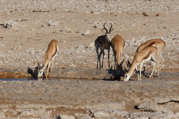 Springbok - Etosha Safari Park in Namibia