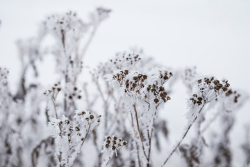 Close up of frozen flower covered with ice and snow