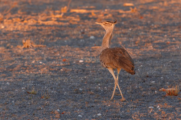 Kori Bustard - Etosha Safari Park in Namibia
