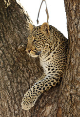 A juvenile leopard on a tree 