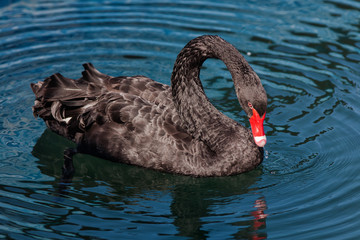 Black swan