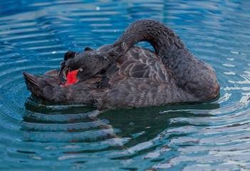 Black swan in sea pool