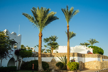 Fototapeta na wymiar tropical location white houses arab style in red sea paradise palms and sunny