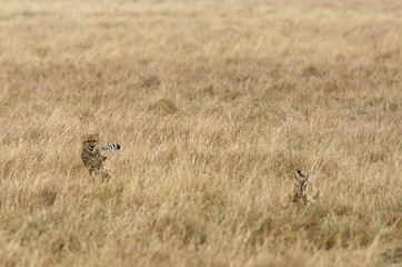 Cheetah hunting a  Thomsan's Gazelle 