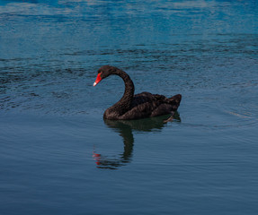 Fototapeta premium One black swan in sea pool