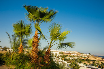 Fototapeta na wymiar palms blue sky green trees tropical location beautiful view