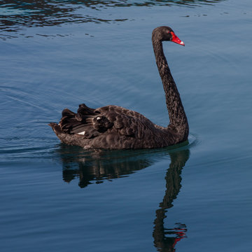 Black swan floats in sea pool
