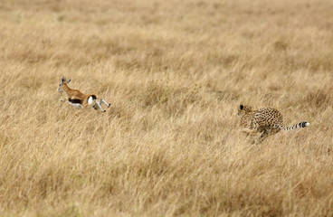 Cheetah hunting Thomsan,s Gazelle, Masai Mara