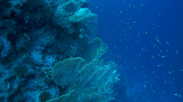 school of fish Sea goldie - Pseudanthias squamipinnis float above gorgonian seafan - Gorgonia flabellum (top view)
