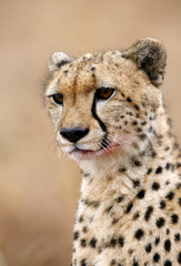 Obraz na płótnie Canvas Portrait of Cheetah, Masai Mara