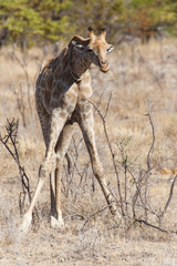 Giraffe - Etosha Safari Park in Namibia