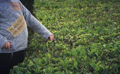 Little girl in a tea plantation Azores highlands, Portugal