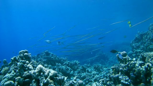 A large school of Trumpetfish or Stickfish - Aulostomus chinensis hangs above the water surface, Red sea, Sharm El Sheikh, Sinai Peninsula, Egypt
