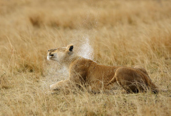 Fototapeta na wymiar Lioness shaking its to get rid of rain drops, Masai Mara