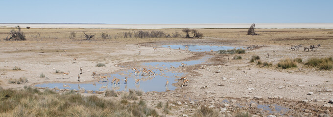Obraz na płótnie Canvas Zebra - Etosha, Namibia