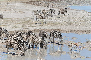 Zebra at Waterhole - Etosha, Namibia