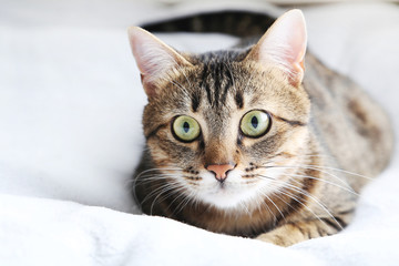 Beautiful cat on the grey plaid