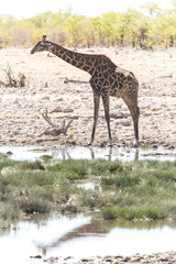 Giraffe - Etosha Safari Park in Namibia