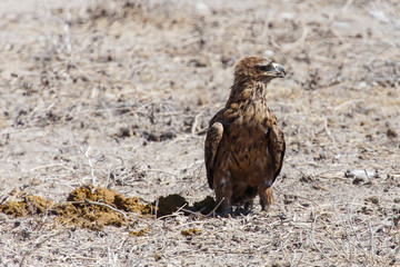 Tawny Eagle - Etosha Safari Park in Namibia