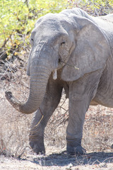 Fototapeta premium Angry Elephant - Etosha Safari Park in Namibia
