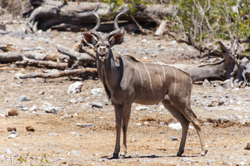 Obraz na płótnie Canvas Kudu - Etosha Safari Park in Namibia
