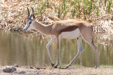 Springbok - Etosha Safari Park in Namibia
