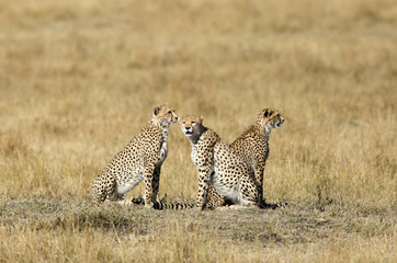 Cheetah family at Masai Mara