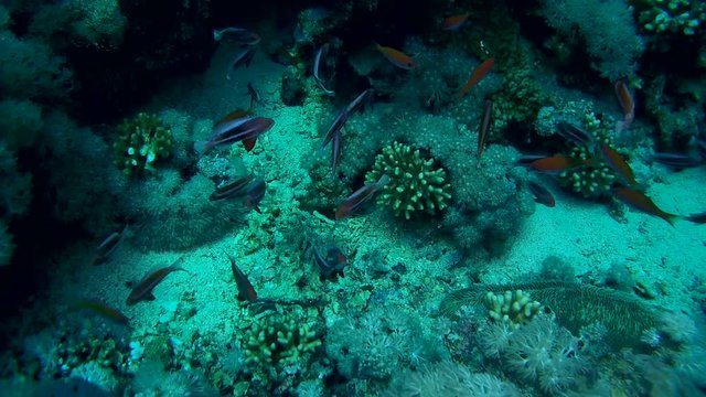 school of fish Red Sea anthias - Pseudanthias taeniatus hovering over coral reef

