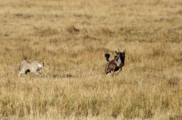 Mussiara Cheetah  hunting wildebeest, Masai Mara