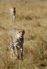 Mussiara cheetah family in Masai Mara