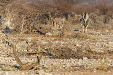 Eland - Etosha Safari Park in Namibia