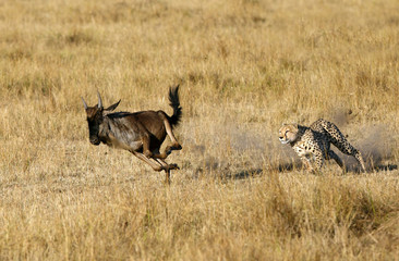 Naklejka premium Mussiara Cheetah hunting wildebeest, Masai Mara