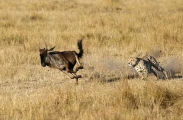 Fotobehang Mussiara Cheetah jacht op gnoes, Masai Mara © Dr Ajay Kumar Singh