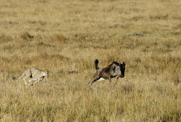 Cheetah is a big cat also know as the hunting leopard, Masai Mara