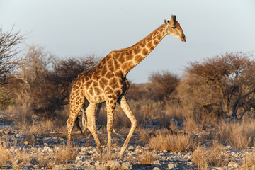 Giraffe - Etosha Safari Park in Namibia