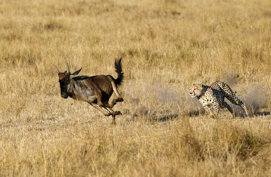 Mussiara Cheetah  hunting wildebeest, Masai Mara