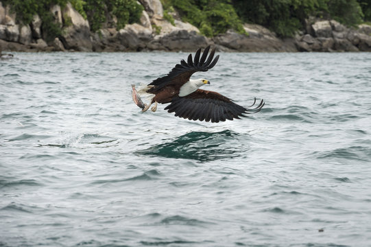 African fish eagle (Haliaeetus vocoder), bird of prey, Malawi