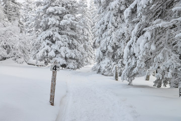 Road in winter forest with sign showing distance