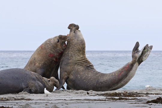 Two southern elephant seal (Mirounga leonina) bulls rear up and attack to establish dominance, Sea Lion Island, Falkland Islands