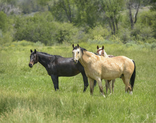 Fototapeta na wymiar Quarter Horses in pasture, Durango, CO