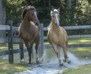 Palomino and Thoroughbred horse buddies run