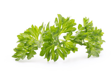 Parsley herb isolated on white background.