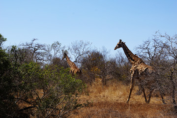 Herd of Giraffes in the african bush