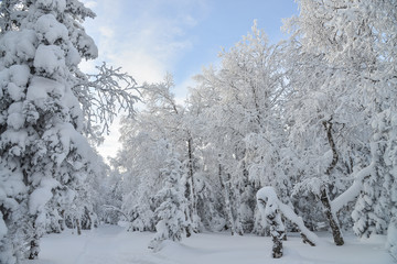 Mountain winter forest landscape with frozen trees covered by snow
