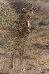 Baby Giraffe - Etosha Safari Park in Namibia