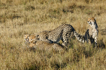 Mussiara Cheetah and cubs eating wildebeest kill, Masai Mara