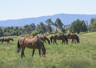 Naklejka na ściany i meble Quarter Horse mares graze in scenic mountain pasture